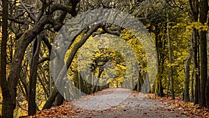 Scenic alley in the Oliwa park in autumn scenery. Straight from Tolkien`s books.