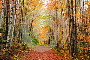 Scenic alley in rural Vermont during autumn time