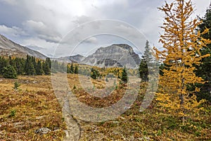 Scenic Alpine Meadow Landscape Autumn Colors Change Golden Larch Tree Sunshine Meadows Banff National Park