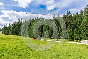 Scenic alpine view with grazing cow in a meadow and a mtb cyclist on a rural road. Italian Dolomites. Italian Alps