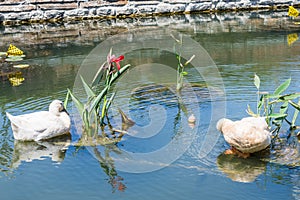 Scenic Area in Carrol Creek Promenade in Frederick, Maryland