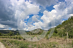 Scenic area, mountains and young vineyard plantation rural landscape