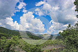 Scenic area, mountains and young vineyard plantation rural landscape