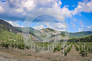 Scenic area, mountains and young vineyard plantation rural landscape