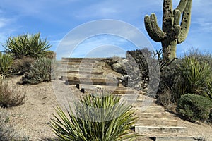 Scenic Arizona Desert Saguaro Cactus Landscape