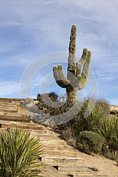 Scenic Arizona Desert Saguaro Cactus Landscape