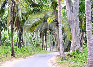 Scenic Asphalt Concrete Road through Palm Trees, Coconut Trees, and Greenery - Neil Island, Andaman, India