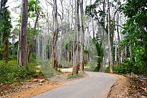 Scenic Asphalt Concrete Road through Palm Trees and Tall Sea Mohua Trees - Neil Island, Andaman, India