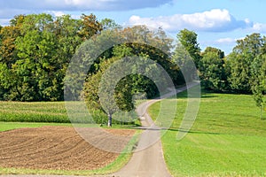 Scenic Autumn Descent: Path Through Cornfields, Harvested Fields, and Meadow Leading into Forest