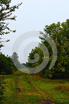 Scenic autumn landscape in a village in Ukraine. Green trees along a winding dirt country road in a small village