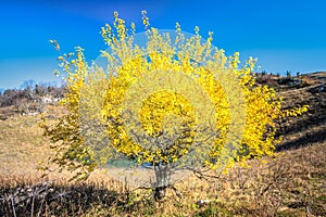 Scenic autumn sunny day blue sky landscape of Cheshe mountain lake and tree with yellow leaves on Chernogor Mount in West Caucasus