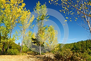 Scenic autumn view fall forest on sunny autumn day in Zagori region, Northern Greece