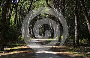 Scenic avenue of pine trees in the Natural Park of Migliarino San Rossore Massaciuccoli. Near Pisa, in Tuscany, Italy.