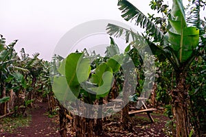 A scenic banana plantation on Terceira Island, Azores.