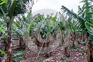 A scenic banana plantation on Terceira Island, Azores.