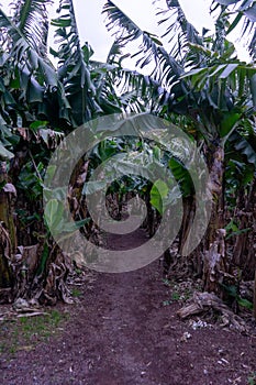 A scenic banana plantation on Terceira Island, Azores.