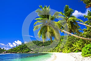 scenic beach with coconut palms