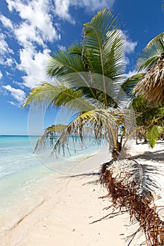 Scenic Beach With Palm Tree and white sand