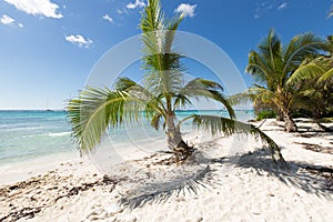 Scenic Beach With Palm Tree and white sand