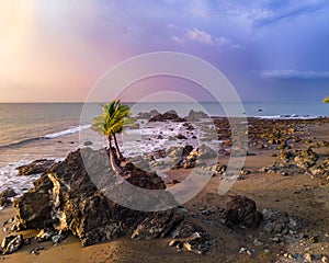 Scenic beach view with a palm tree grown on a big rock captured at sunset