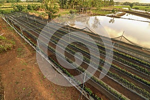 Scenic and beautiful farm in the Philippines