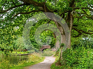 The scenic and beautiful Grand Western Canal, Tiverton, Devon, UK. With bridge.