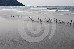 Scenic and beautiful view of Morjim beach in Goa