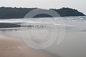 Scenic and beautiful view of Morjim beach in Goa