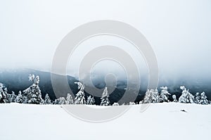 Scenic beautiful winter landscape with snow covered pine trees