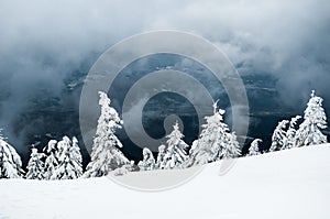 Scenic beautiful winter landscape with snow covered pine trees