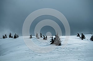 Scenic beautiful winter landscape with snow covered pine trees