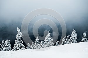 Scenic beautiful winter landscape with snow covered pine trees