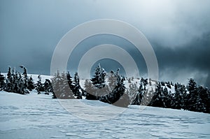 Scenic beautiful winter landscape with snow covered pine trees