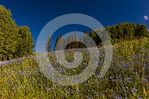 Scenic beauty in summer spring of wildflowers and mountains, Hastings Mesa, Colorado near Ridgway Telluride