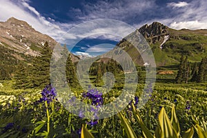 Scenic beauty in summer spring of wildflowers and mountains, Yankee Boy Basin, Ouray Colorado photo