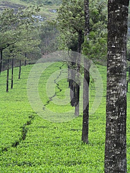 Scenic Beauty, Tea Plants