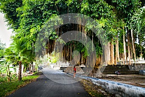 Scenic big tropical green tree on the white background