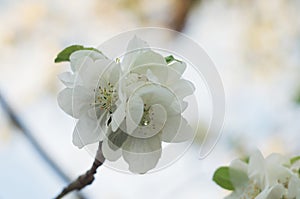 Scenic blooming apple orchards in May. White flower branch in spring, close-up selective focus