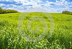 Scenic bottom pov view of beautiful green hill field meadow with growing