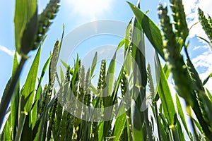 Scenic close up bottom pov view of beautiful green hill field meadow with growing young wheat sprouts against blue sky