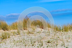 Scenic close-up of lush green grass and sandy dunes against a bright blue sky, Denmark