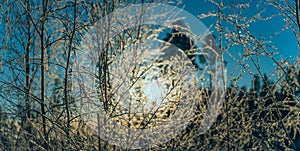 Scenic close up panorama of warm golden Sun shining through thin young birch branches covered by hoarfrost