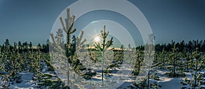 Scenic close up panorama on winter Sunset, Sun shine from blue sky over young pine tree plants, reforestation or forestation