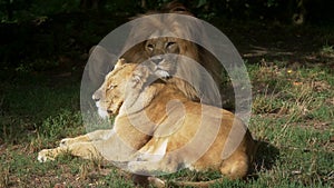 Scenic Close up portrait view couple of Lions relaxing