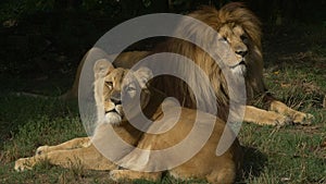 Scenic close up portrait view couple of lions relaxing