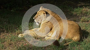 Scenic Close up portrait view couple of Lions relaxing