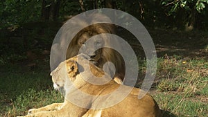 Scenic close up portrait view couple of lions relaxing