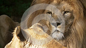 Scenic close up portrait view couple of lions relaxing