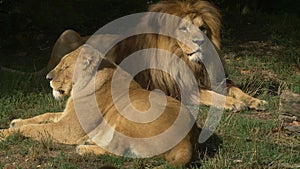 Scenic close up portrait view couple of lions relaxing