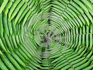 Scenic closeup round photo inside the green ferns